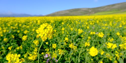 陌上花开：Cowell-Purisima Coastal Trail