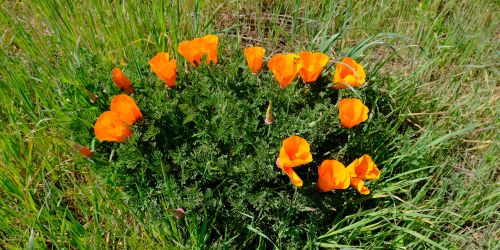 Windy Hill Open Space Preserve