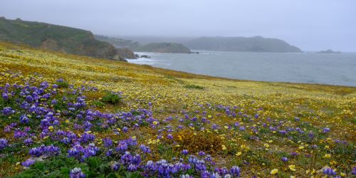 海边的“照骗”花海：Mori Point Loop