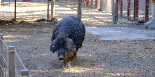 鹿洞农场：Rancho San Antonio County Park